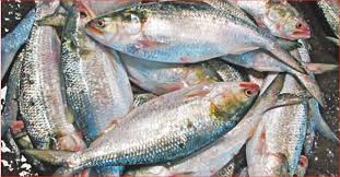 Hilsa fish conservation Bangladesh 2025 Hilsa fish conservation Bangladesh 2025