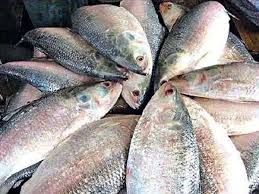 Hilsa fish conservation Bangladesh 2025