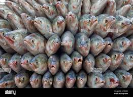Hilsa fish conservation Bangladesh 2025 Hilsa fish conservation Bangladesh 2025