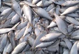 Hilsa fish conservation Bangladesh 2025 Hilsa fish conservation Bangladesh 2025